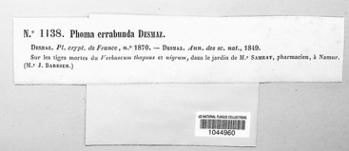 Leptosphaeria errabunda image